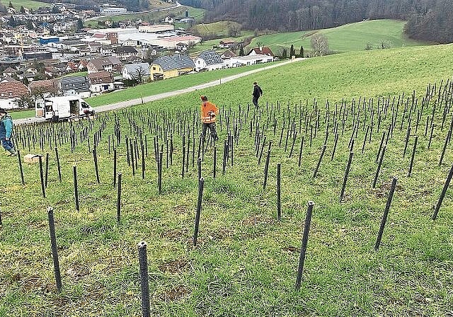 Nicht weniger als 2500 Fackeln wurden am Nachmittag von den vielen Helferinnen und Helfern gesteckt.