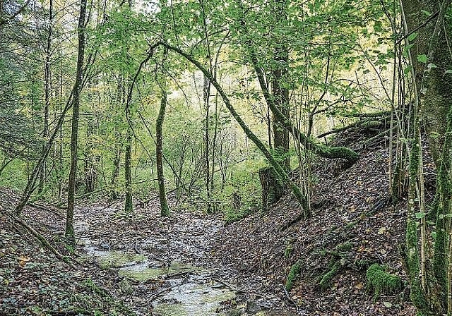 Der naturbelassene Röserenbach, ein Kernstück des Reservats.Foto: zvg/Ebenrain