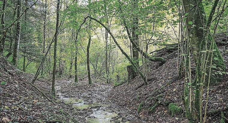 Der naturbelassene Röserenbach, ein Kernstück des Reservats.Foto: zvg/Ebenrain