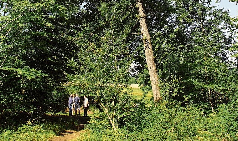 Die Eiche verträgt den Klimawandel besser als die Buche. Foto: O. Graf