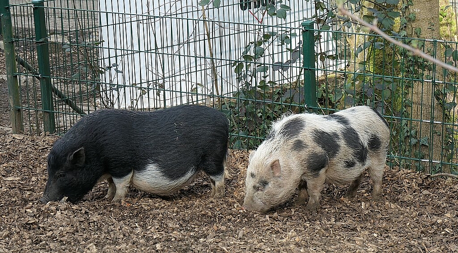 Hoffentlich bringen die Minipigs dem Tierpark Glück, dass die notwendigen Spenden weitergehen!
