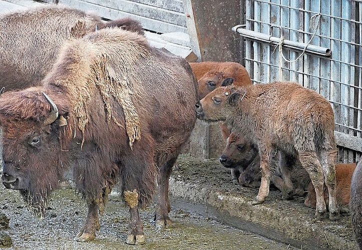 Bisons auf dem Hofgut Farnsburg.
