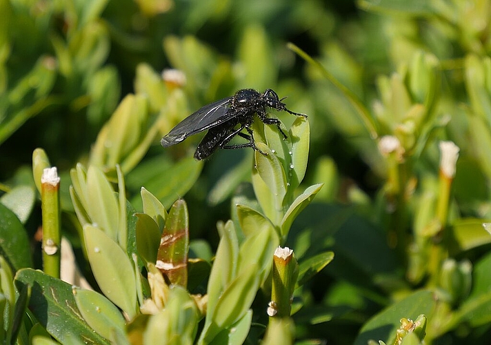 Die Insekten geniessen den Frühling.
