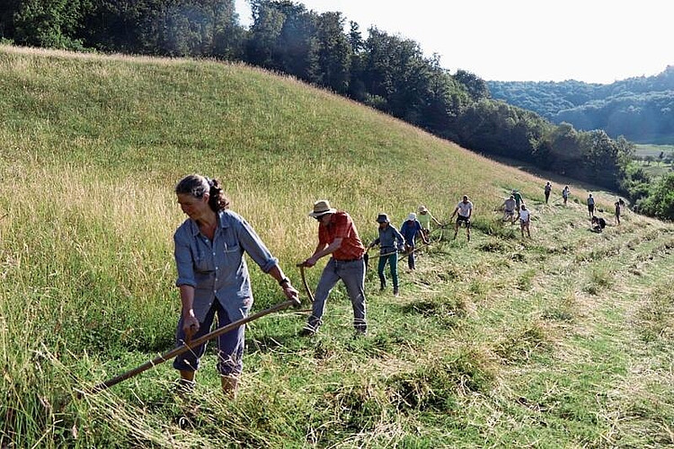 Ein Grossteil des Hangs konnte an dem Einsatz gemäht werden.