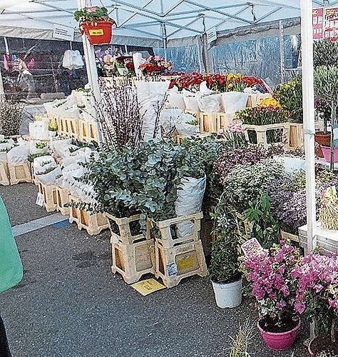 Juhu, hier ist schon Frühling, es locken Orangen-, Zitronenbäumchen und 5800 Tulpen verteilt auf 28 Sorten und vieles mehr …
