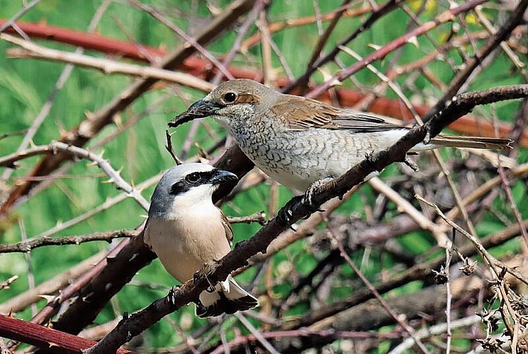 Neuntöter oder Rotrückenwürger (links Männchen, rechts Weibchen) belegen keine Brutkästen. Sie sind angewiesen auf Dornen- und Rosenbüsche und bauen dort ihre Nester.Fotos: Ueli Lanz