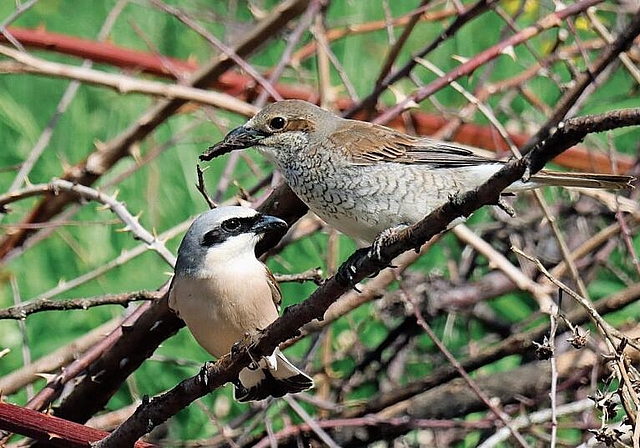 Neuntöter oder Rotrückenwürger (links Männchen, rechts Weibchen) belegen keine Brutkästen. Sie sind angewiesen auf Dornen- und Rosenbüsche und bauen dort ihre Nester.Fotos: Ueli Lanz