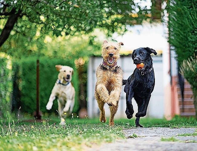 Blindenhundeschule Liestal: gemeinsam füreinander da. Foto: zVg
