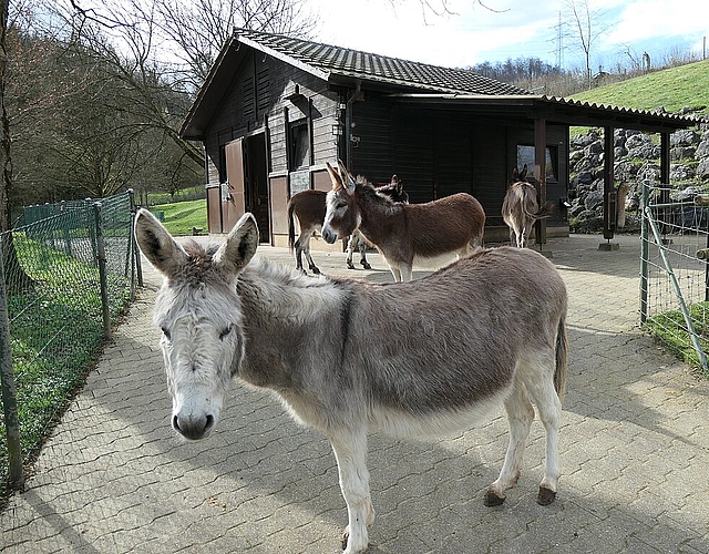 Auch der Weg oberhalb der Eselweide musste inzwischen gesperrt werden.
