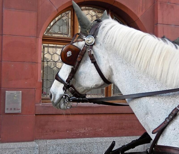 Mit Scheuklappen vor dem Rathaus: 
         
         
            Ein Schelm, wer da Böses denkt.