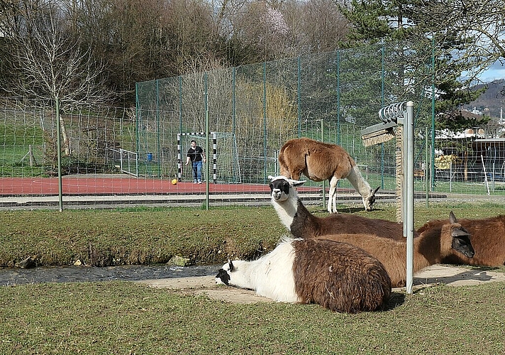 Vor der Schliessung hatten die Lamas noch Unterhaltung vom Sportplatz her.