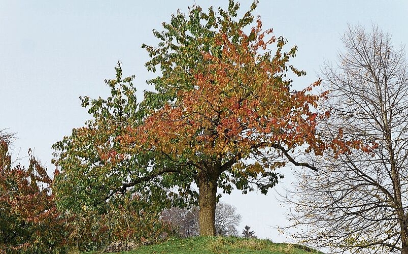 Die Wälder zeigen ihre Farbenvielfalt.Foto: zvg
