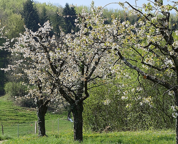 Die Schauenburger Kirschbäume sind in voller Blüte.