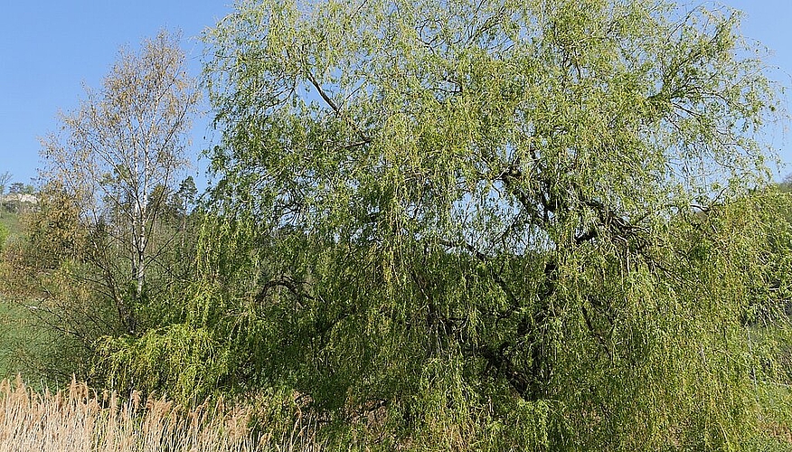 Der Weiher ändert seine Farbe von gelb zu grün.
