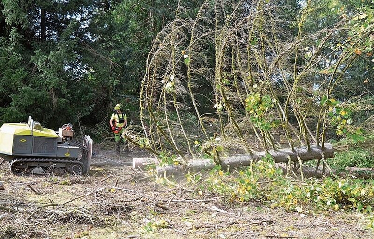 Mit schwerem Gerät werden die Baumreste unter strengsten Vorsichtsmassnahmen abgeschleppt. Foto: S. van Riemsdijk