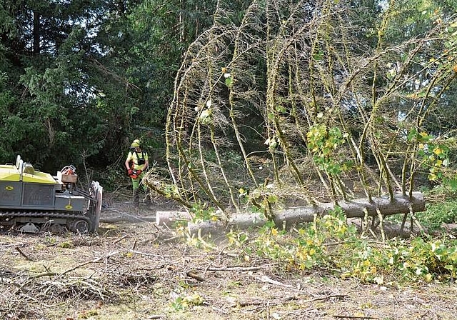 Mit schwerem Gerät werden die Baumreste unter strengsten Vorsichtsmassnahmen abgeschleppt. Foto: S. van Riemsdijk