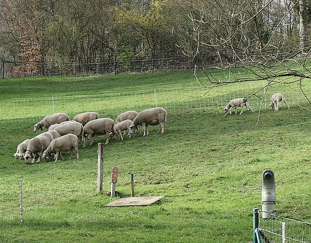 Die Spiegelschafe sind Teil des Zuchtprogrammes der Pro Specie Rara.
