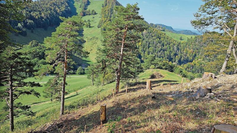 Holzschlag im Gebiet Goldbrunnen – Säuschwenki.