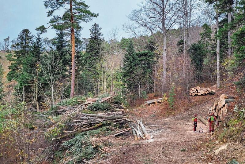 Holzschlag im Gebiet Goldbrunnen – Säuschwenki.