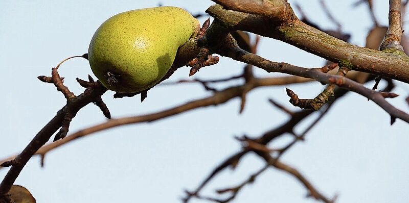 Das letzte Obst wartet auf pflückende Hände.
