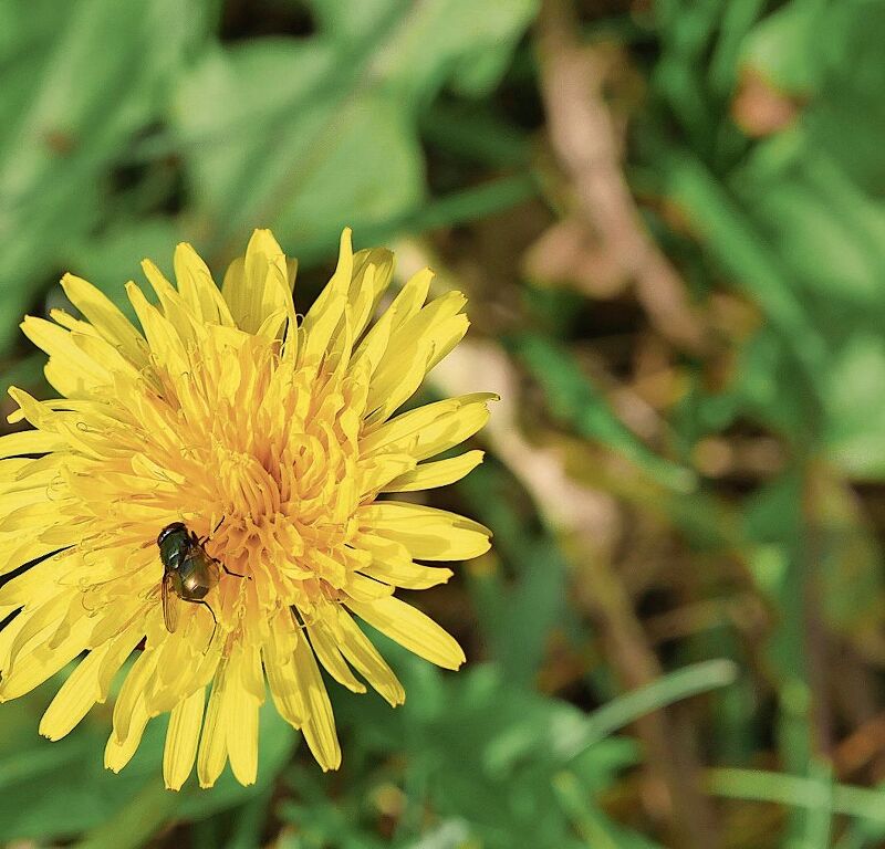 Der gelbe Löwenzahn erinnert an den nächsten Frühling.
