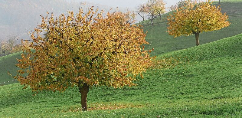 Bunte Bäume, grüne Wiesen und herbstlicher Dunst.
