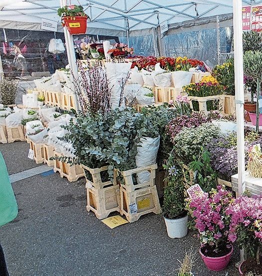 Juhu, hier ist schon Frühling, es locken Orangen-, Zitronenbäumchen und 5800 Tulpen verteilt auf 28 Sorten und vieles mehr …
