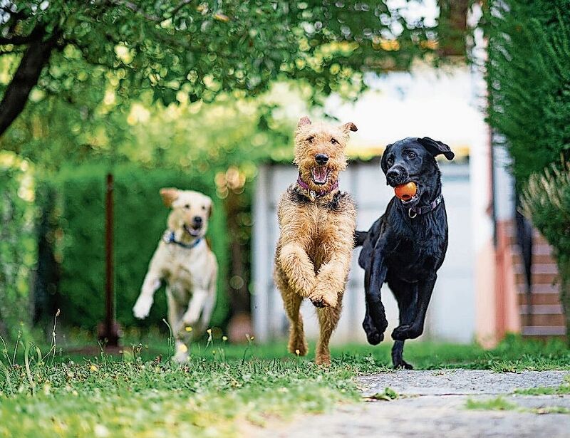 Blindenhundeschule Liestal: gemeinsam füreinander da. Foto: zVg
