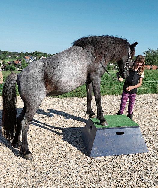 Mut für Pferd und sichtbarer Stolz bei seiner Führerin bei dieser Zirkuslektion.
