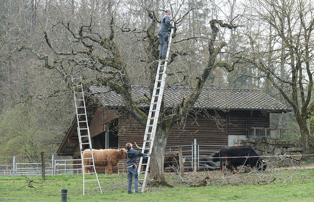 Nach der Schliessung des Tierparks konnte man wenigstens vom Spielplatz aus den Tierparkleiter Christian Klaus oben auf der Leiter bei der Arbeit beobachten beim Gehege der schottischen Hochlandrinder. Fotos: U. Handschin
