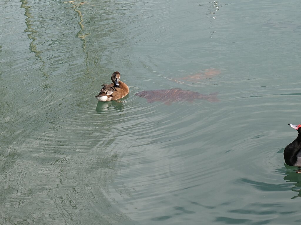 Enten und Karpfen – über und auf dem Wasser.
