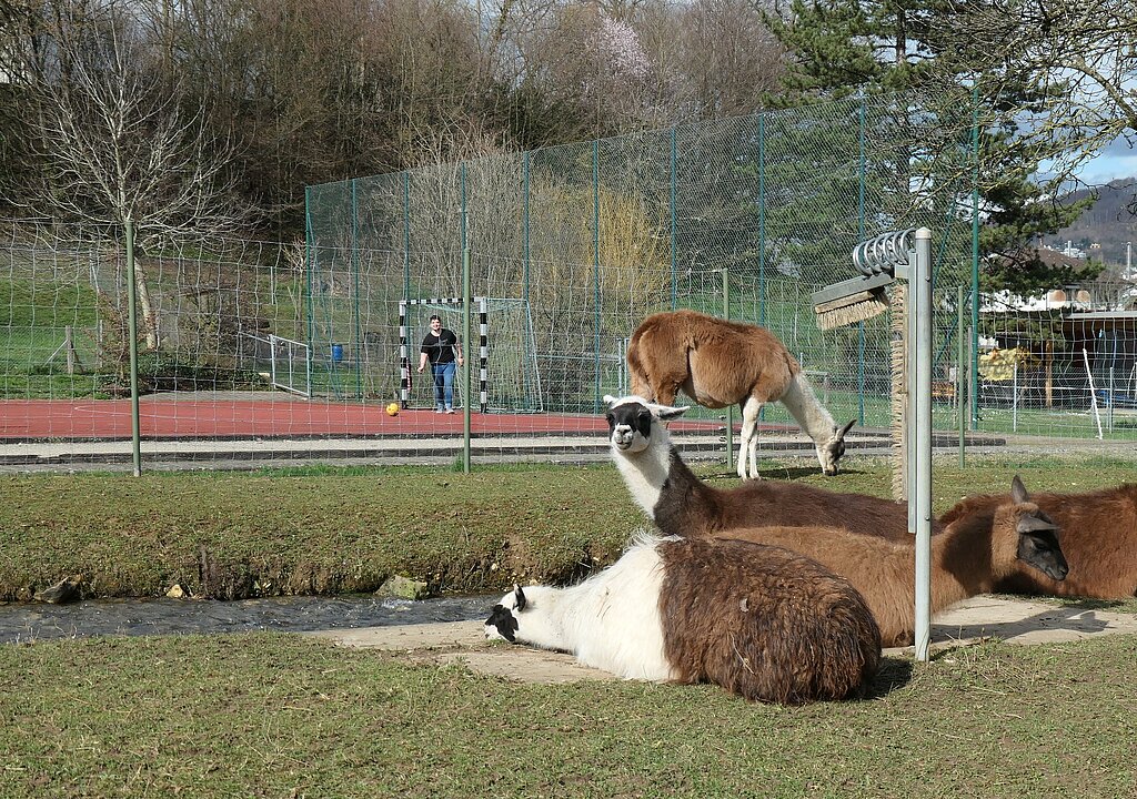 Vor der Schliessung hatten die Lamas noch Unterhaltung vom Sportplatz her.