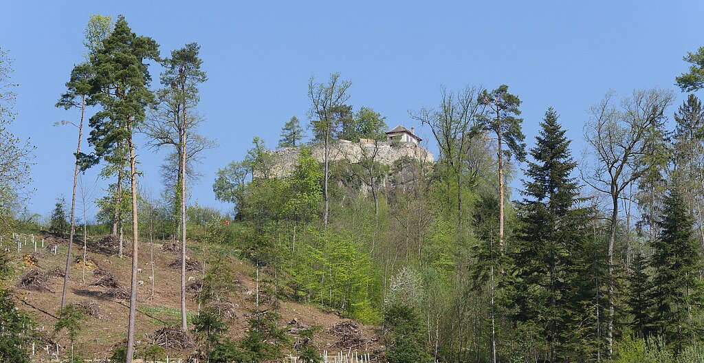 Die Ruine Neu-Schauenburg wird von immer mehr Grün eingerahmt. Fotos: B. Eglin
