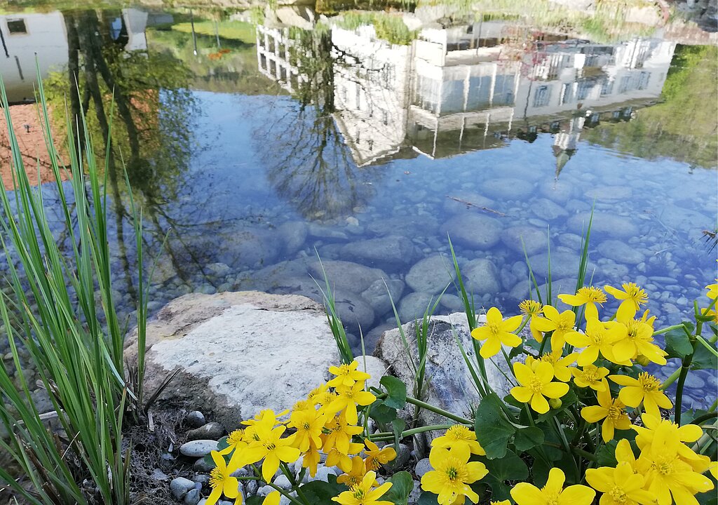 Beim Hotelweiher erwacht neues Leben.
