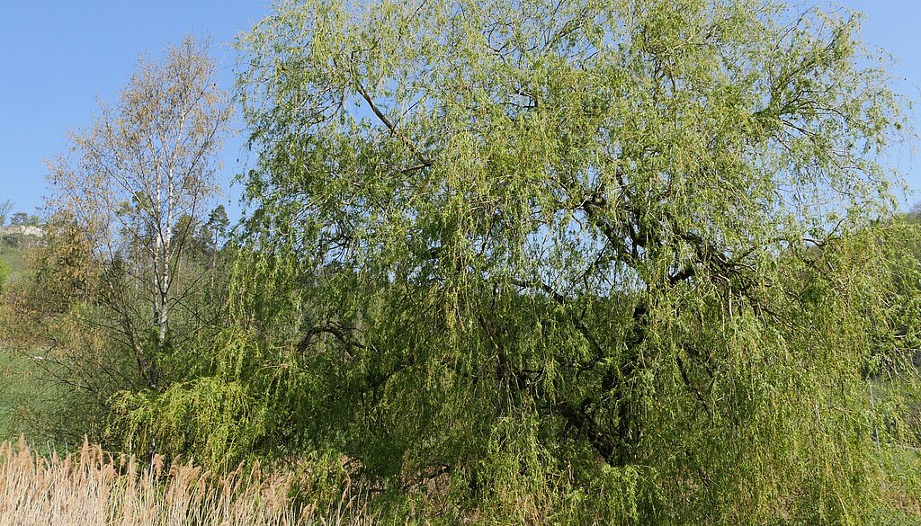 Der Weiher ändert seine Farbe von gelb zu grün.
