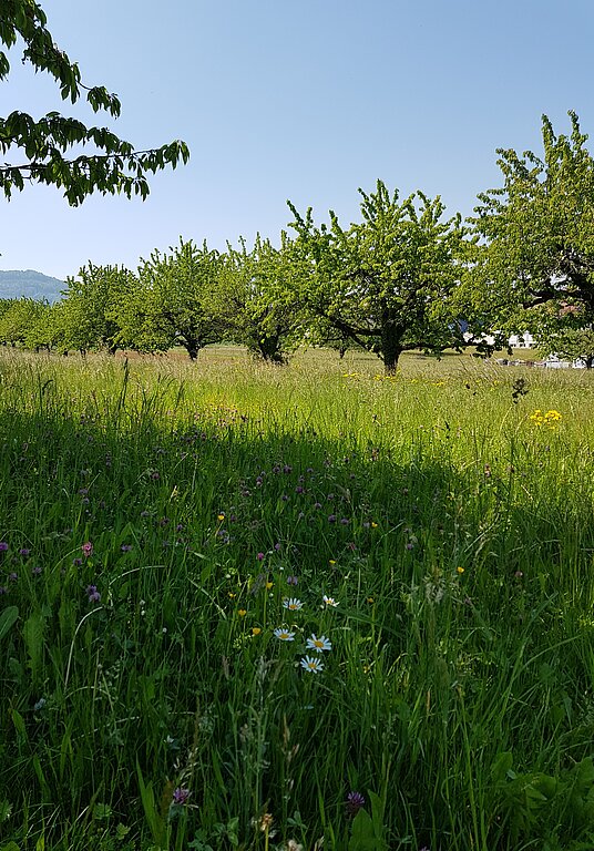 Der Chirsibluescht ist vorbei, dafür blühen die schönen Wiesenblumen, hier in Rünenberg. Fotos: U. Roth
